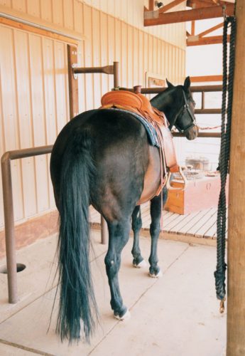 How to Catch a Horse and Recognizing the Blind Spots